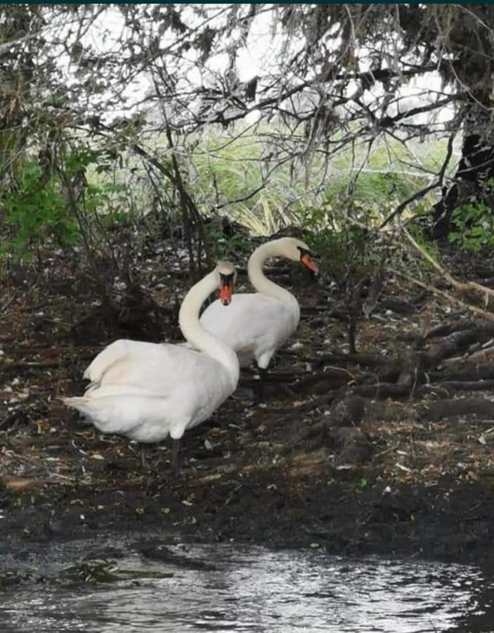 Pensiunea Alessia Murighiol Dış mekan fotoğraf